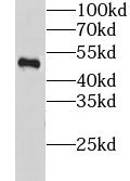 GTF2A1 Antibody - BSA Free