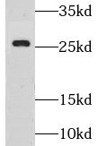 Gsh1 Antibody - BSA Free