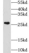GSTM4 Antibody - BSA Free