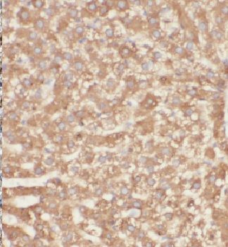 GSTCD Antibody - BSA Free