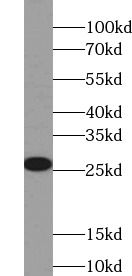 GSTA2 Antibody - BSA Free