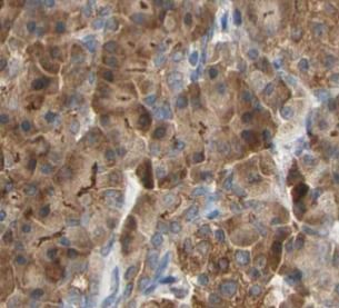 GSTA2 Antibody - BSA Free