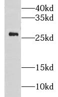 GOSR1 Antibody - BSA Free