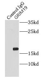 GRIM19 Antibody - BSA Free