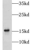 GRIM19 Antibody - BSA Free