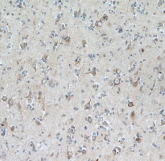 GRID1 Antibody - BSA Free