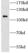 GRID1 Antibody - BSA Free