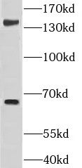 GRAMD4 Antibody - BSA Free