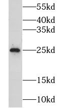 Glutathione Peroxidase 5 Antibody - BSA Free