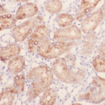 GPT2 Antibody - BSA Free