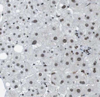 GPS2 Antibody - BSA Free