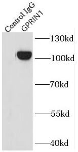 GPRIN1 Antibody - BSA Free