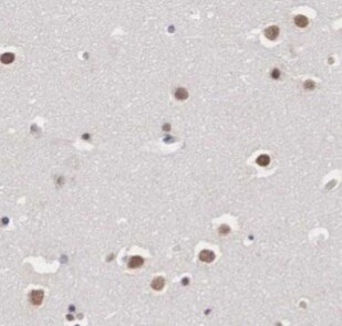 GPRASP1 Antibody - BSA Free