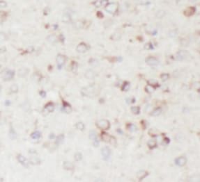 GPR139 Antibody - BSA Free
