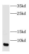 GNGT1 Antibody - BSA Free