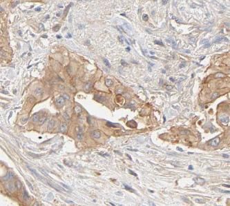 G gamma4 Antibody - BSA Free