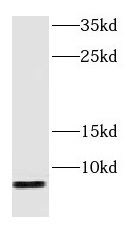 GNG2 Antibody - BSA Free