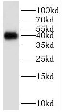 GNB5 Antibody - BSA Free