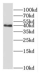 G protein alpha inhibitor 1 Antibody - BSA Free