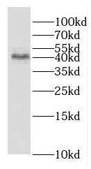 GNA14 Antibody - BSA Free