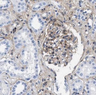 GNA14 Antibody - BSA Free
