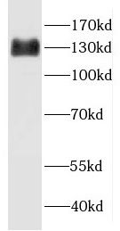 GEM Interacting Protein Antibody - BSA Free