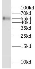 GMCL1 Antibody - BSA Free