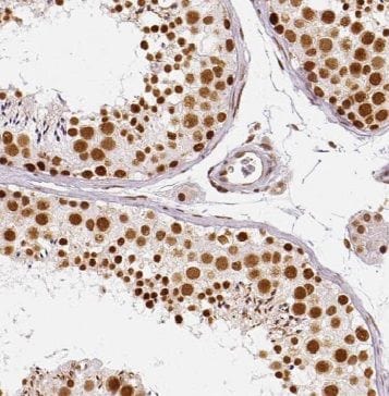 N-PAC Antibody - BSA Free