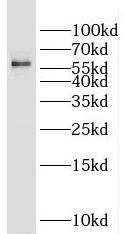 N-PAC Antibody - BSA Free