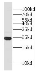 GLTP Antibody - BSA Free