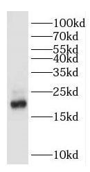 Gastrokine 2 Antibody - BSA Free