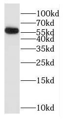 GK5 Antibody - BSA Free