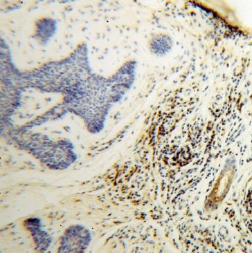 GK3P Antibody - BSA Free
