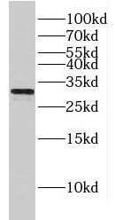 Connexin 31/GJB3 Antibody - BSA Free