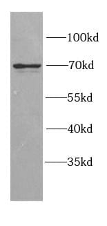GGA2 Antibody - BSA Free
