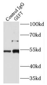 GEFT Antibody - BSA Free