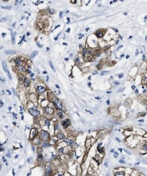 GEFT Antibody - BSA Free