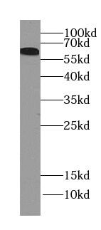 GEFT Antibody - BSA Free
