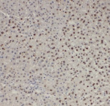 MYOZAP Antibody - BSA Free