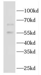 GBP5 Antibody - BSA Free