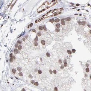 GBP5 Antibody - BSA Free