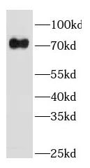 GBP4 Antibody - BSA Free