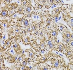 GATM Antibody - BSA Free