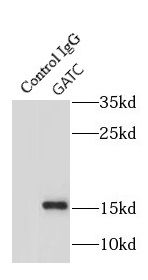 GATC Antibody - BSA Free