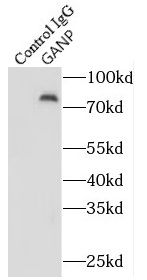 MCM3AP Antibody - BSA Free