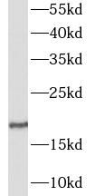 GALP Antibody - BSA Free