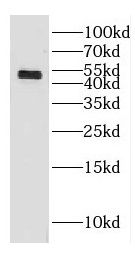 GAL3ST3 Antibody - BSA Free