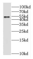GABA-A R gamma 1 Antibody - BSA Free