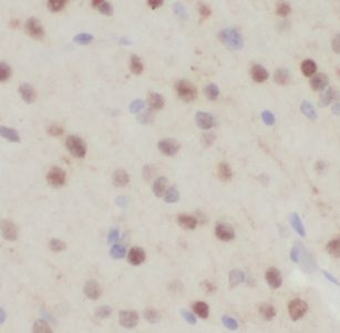 FXYD6 Antibody - BSA Free