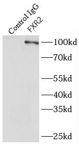 FXR2 Antibody - BSA Free